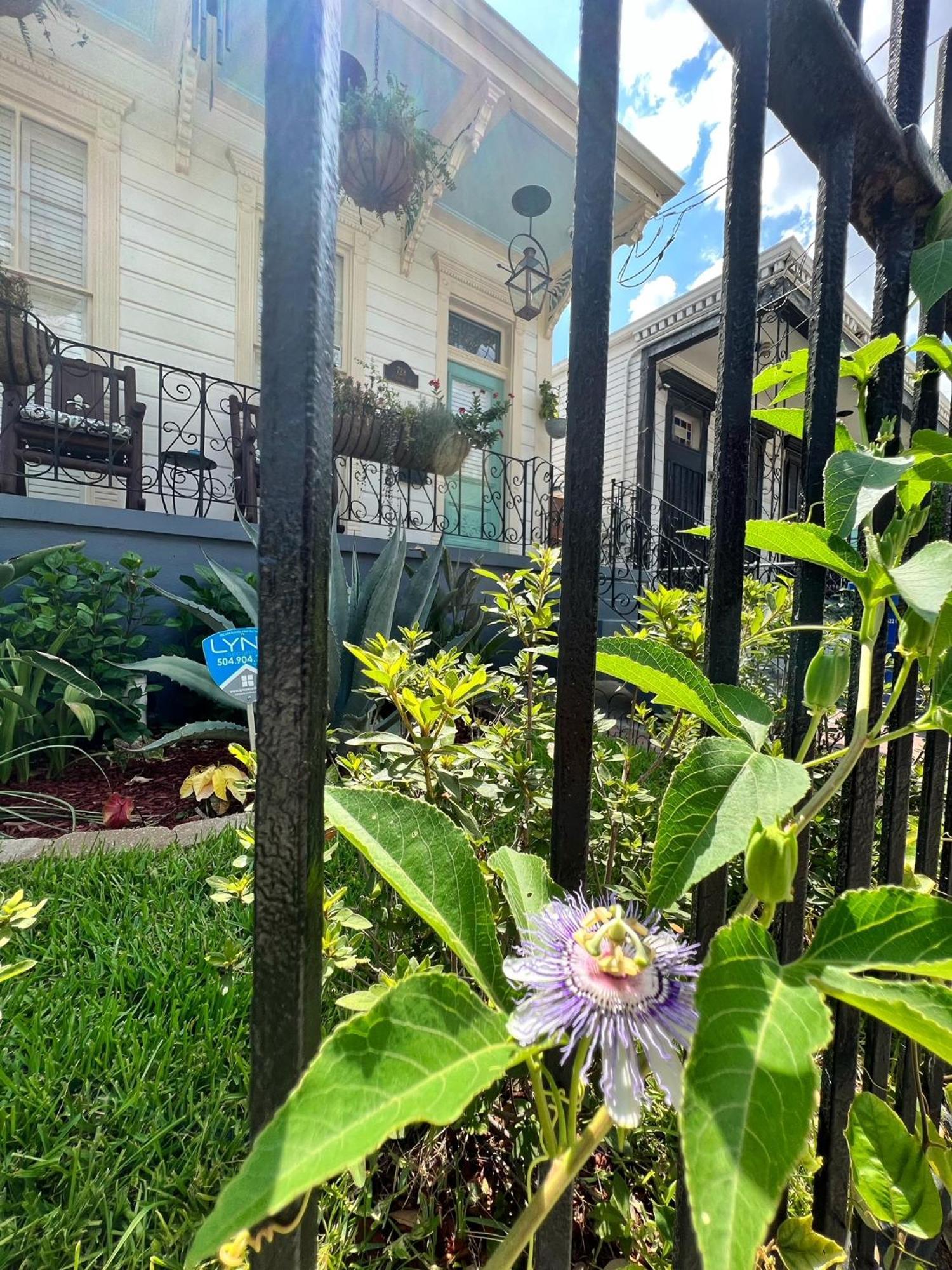 Luxury Historic Shotgun Home In Lower Garden District 뉴올리언스 외부 사진